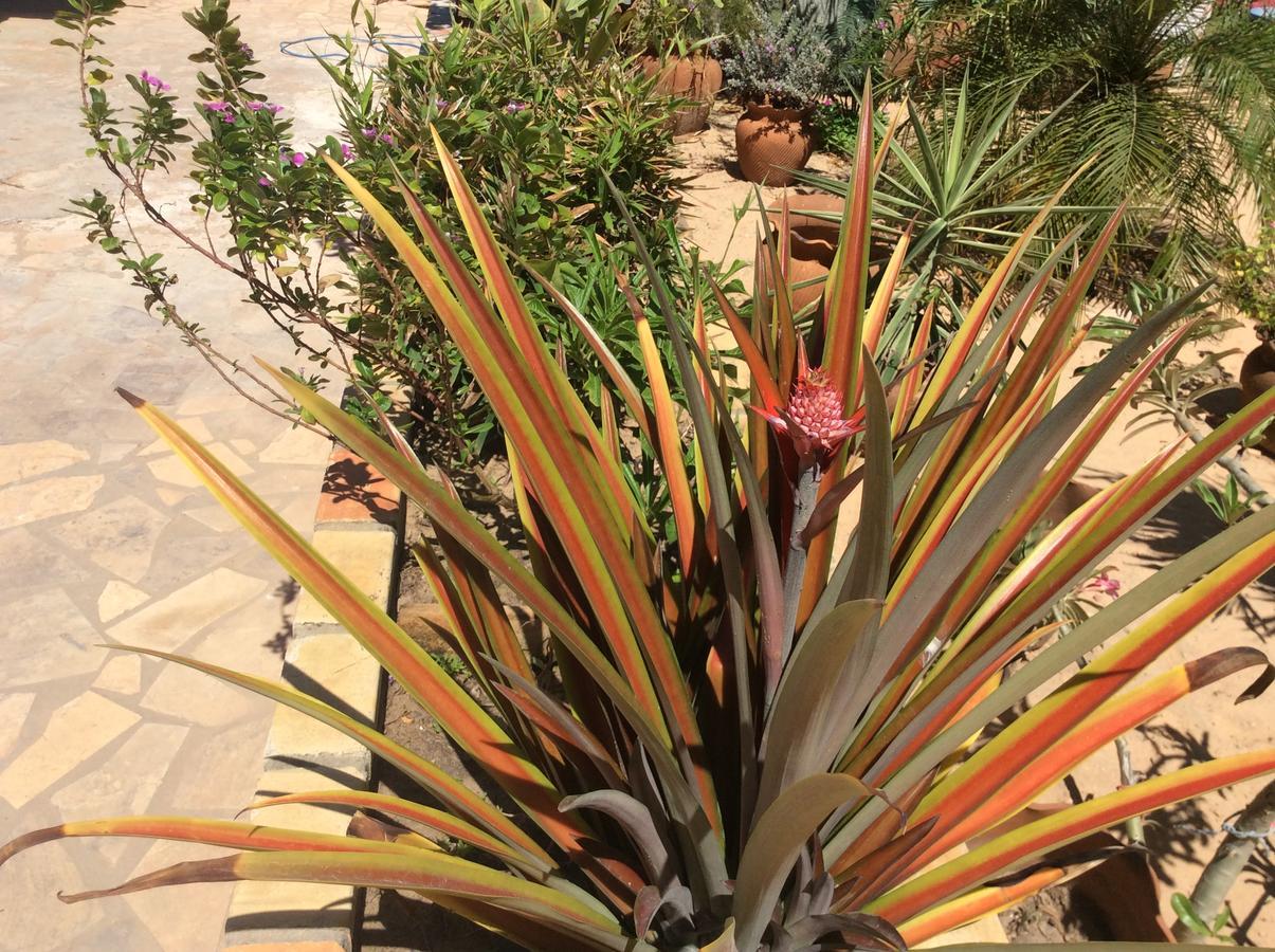 Casa Do Jardim Bed and Breakfast Canoa Quebrada Εξωτερικό φωτογραφία